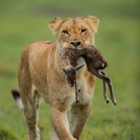 Lioness and her prey