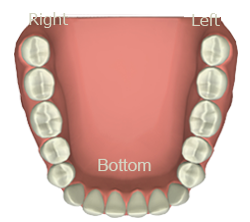 Bottom teeth